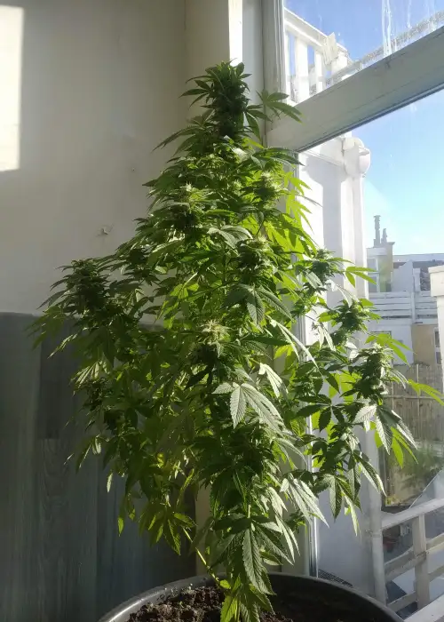 American Stafford by Keraseeds, Photoperiod cannabis strain