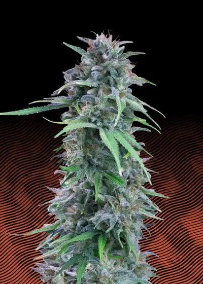 Amerikan Pie by Hypno Seeds, Photoperiod cannabis strain