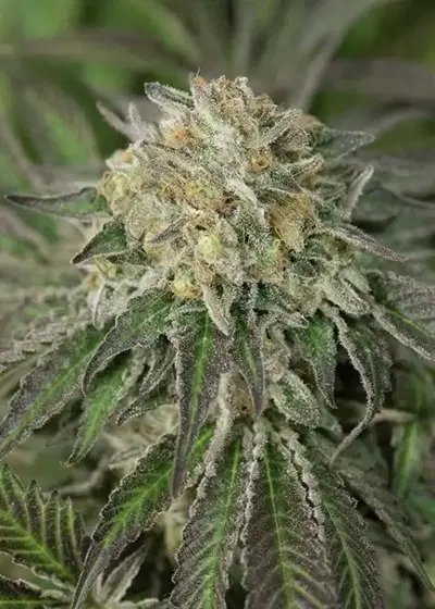 Amherst Sour Diesel by Humboldt Seed Organization, Photoperiod cannabis strain