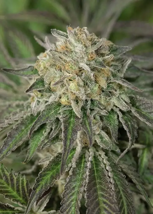 Amherst Sour Diesel by Humboldt Seed Organization, Photoperiod cannabis strain