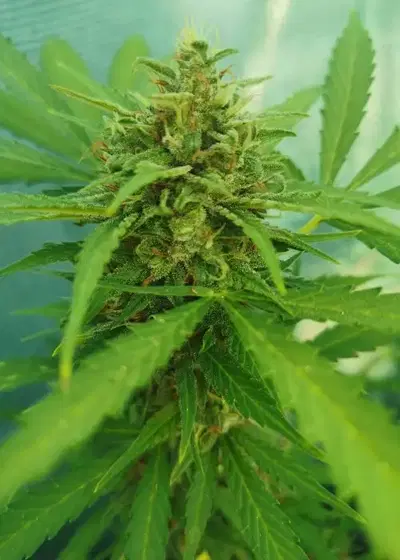 Ami Haze Auto by Aztech, Autoflower cannabis strain