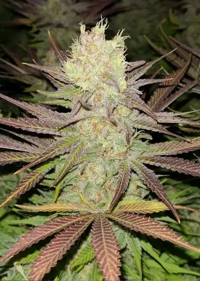 Amnesia 47 by Big Seedbank, Photoperiod cannabis strain