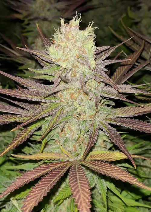 Amnesia 47 by Big Seedbank, Photoperiod cannabis strain