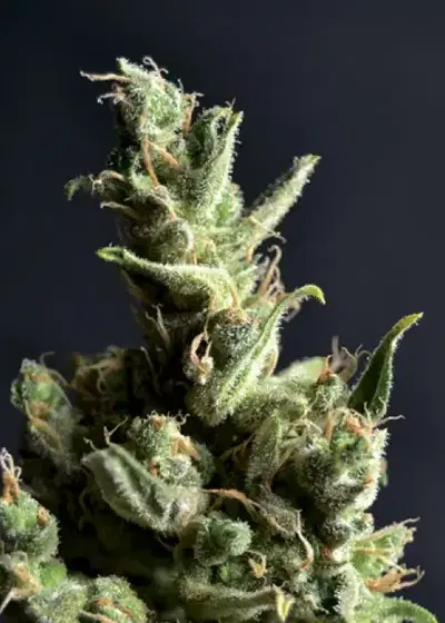 Amnesia 5 by CBD Seeds, Photoperiod cannabis strain