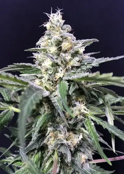 Amnesia Amazon Haze by R-Kiem Seeds, Autoflower cannabis strain