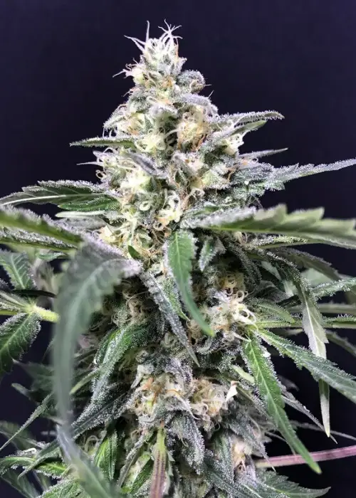 Amnesia Amazon Haze by R-Kiem Seeds, Autoflower cannabis strain