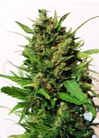Amnesia Automatic by Zenseeds, Autoflower cannabis strain