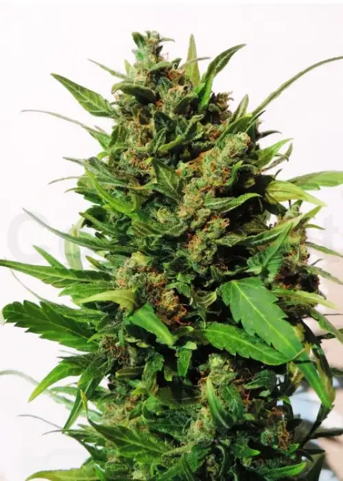 Amnesia Automatic by Zenseeds, Autoflower cannabis strain