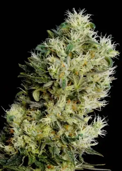 Amnesia Bilbo Auto by Genehtik, Autoflower cannabis strain