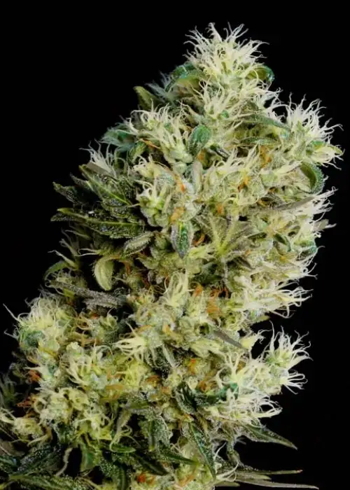 Amnesia Bilbo Auto by Genehtik, Autoflower cannabis strain