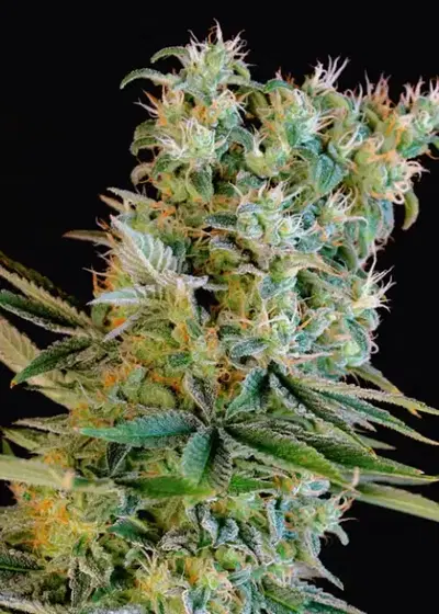 Amnesia Bilbo by Genehtik, Photoperiod cannabis strain