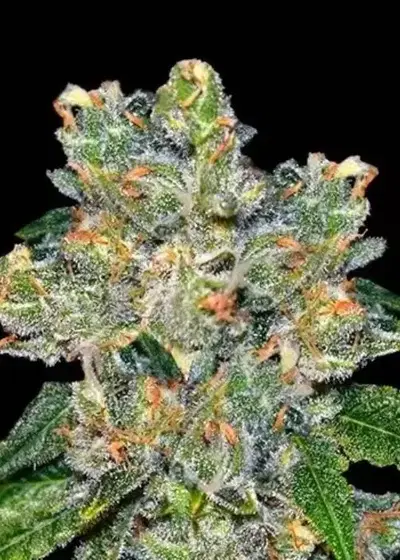 Amnesia CBD by Dinafem, Photoperiod cannabis strain