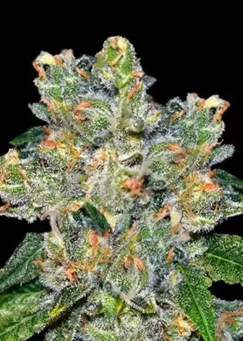 Amnesia CBD by Dinafem, Photoperiod cannabis strain