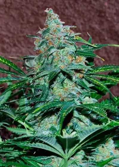 Amnesia Early Harvest by World of Seeds, Photoperiod cannabis strain
