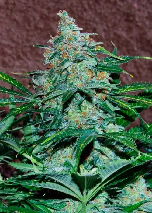 Amnesia Early Harvest by World of Seeds, Photoperiod cannabis strain