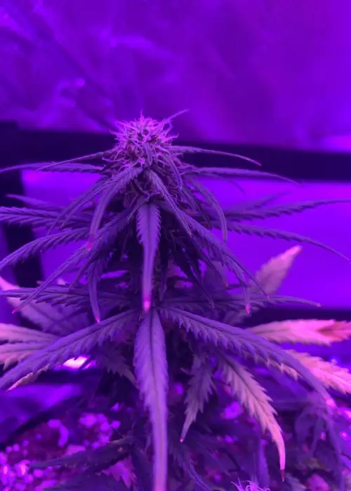 Amnesia Express Auto by Phoenix Seeds, Autoflower cannabis strain