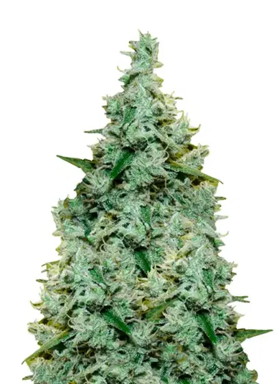 Amnesia Fast Version by Herbies USA Express, Photoperiod cannabis strain