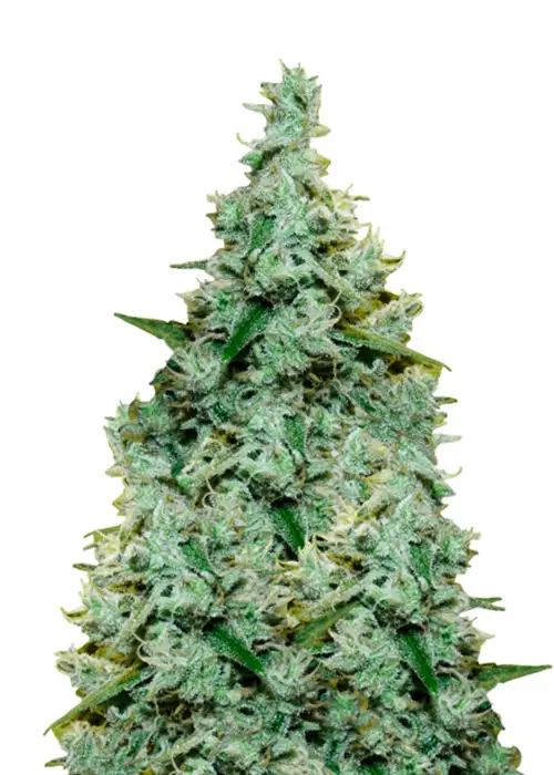 Amnesia Fast Version by Herbies USA Express, Photoperiod cannabis strain