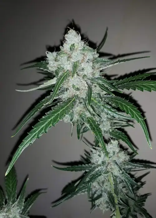Amnesia Ganja Haze by Sumo Seeds, Photoperiod cannabis strain