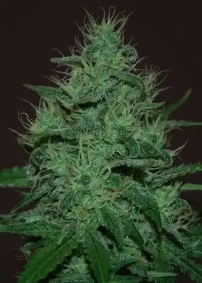 Amnesia Haze Auto by Dutch Genetics, Autoflower cannabis strain
