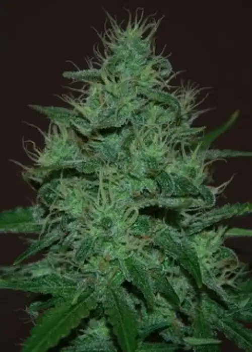 Amnesia Haze Auto by Dutch Genetics, Autoflower cannabis strain