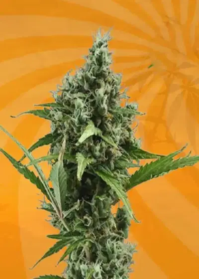 Amnesia Haze Autoflower by Mediseed Man, Autoflower cannabis strain