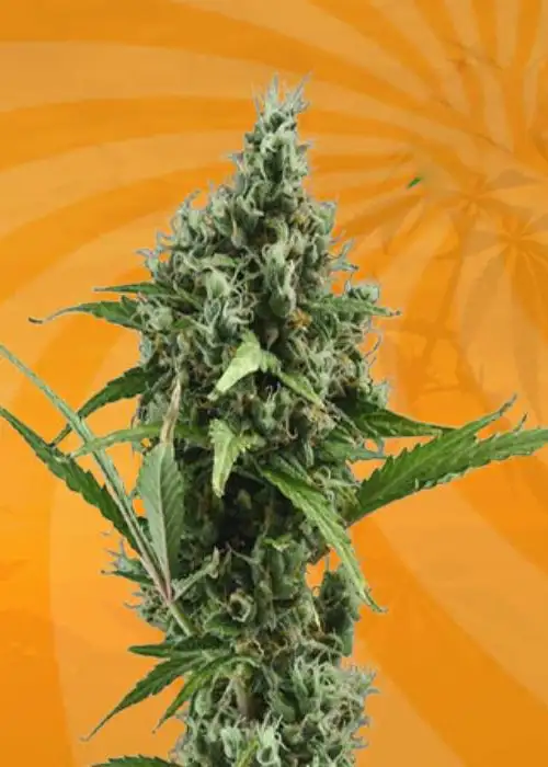 Amnesia Haze Autoflower by Mediseed Man, Autoflower cannabis strain