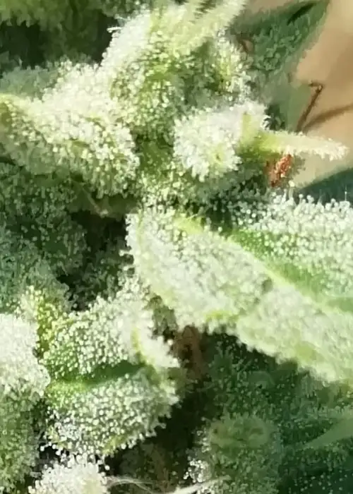 Amnesia Haze Automatic by Sensible Seeds, Autoflower cannabis strain