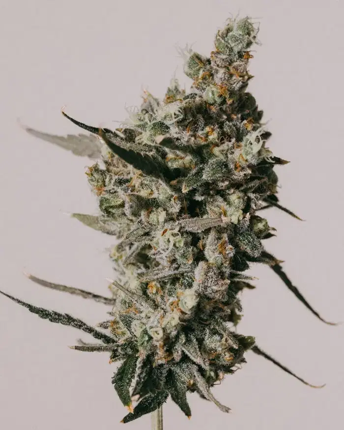 Amnesia Haze by ILGM, Photoperiod cannabis strain