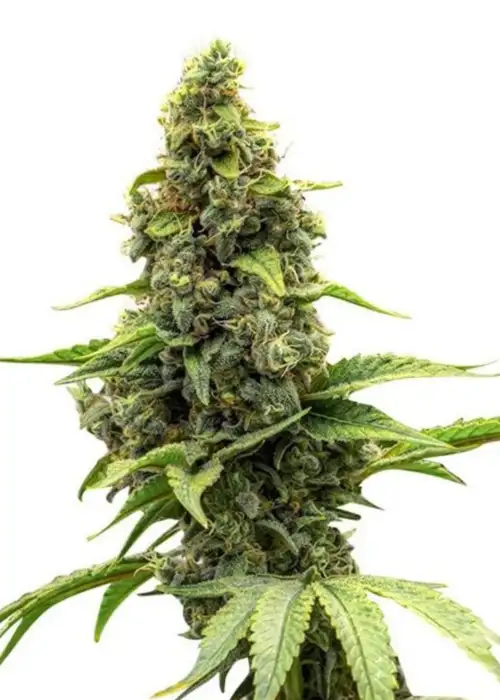 Amnesia Haze Feminized by Seeds Genetics Co., Photoperiod cannabis strain