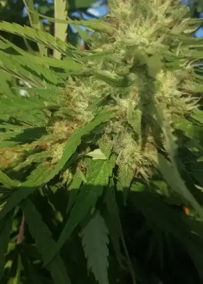 Amnesia Haze Original by Dutchfem, Photoperiod cannabis strain