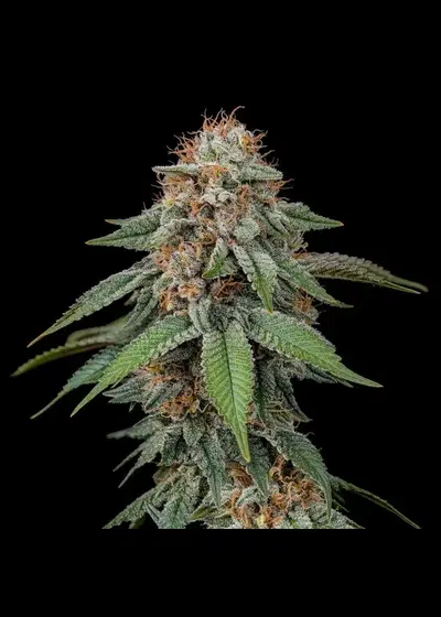 Amnesia Haze Regular by Royal Queen Seeds, Photoperiod cannabis strain