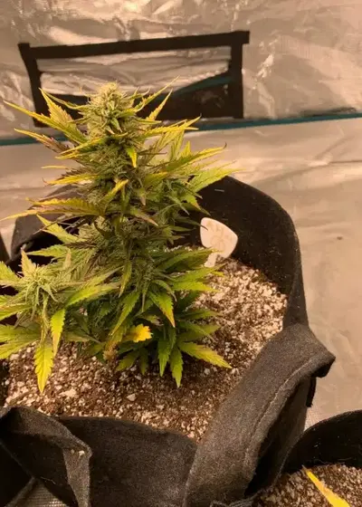 Amnesia Haze XL by Zambeza, Photoperiod cannabis strain