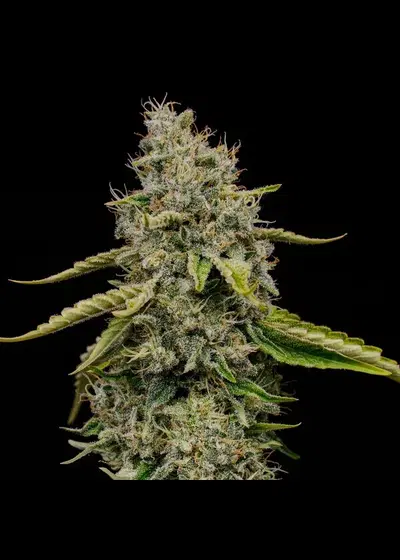 Amnesia Haze by Mediseed Man, Photoperiod cannabis strain
