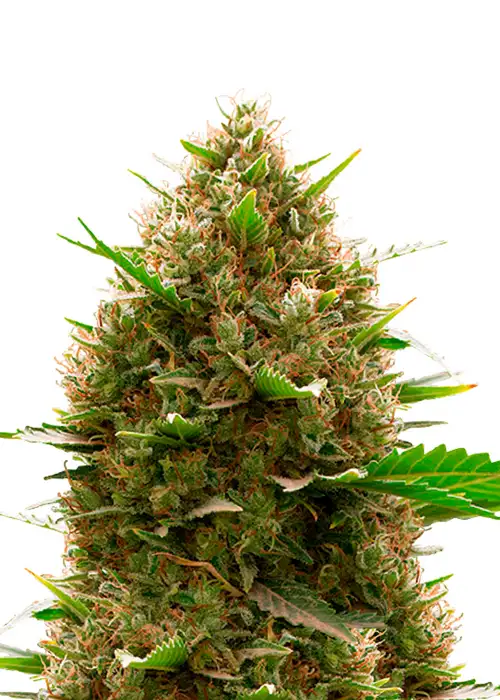 Amnesia Kush Auto by Herbies USA Express, Autoflower cannabis strain