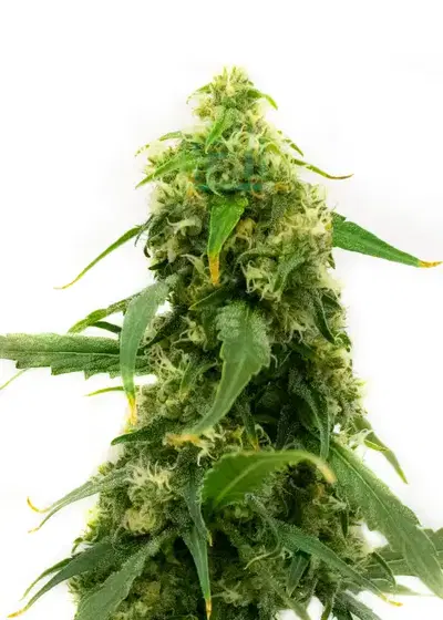Amnesia Kush by Dinafem, Photoperiod cannabis strain