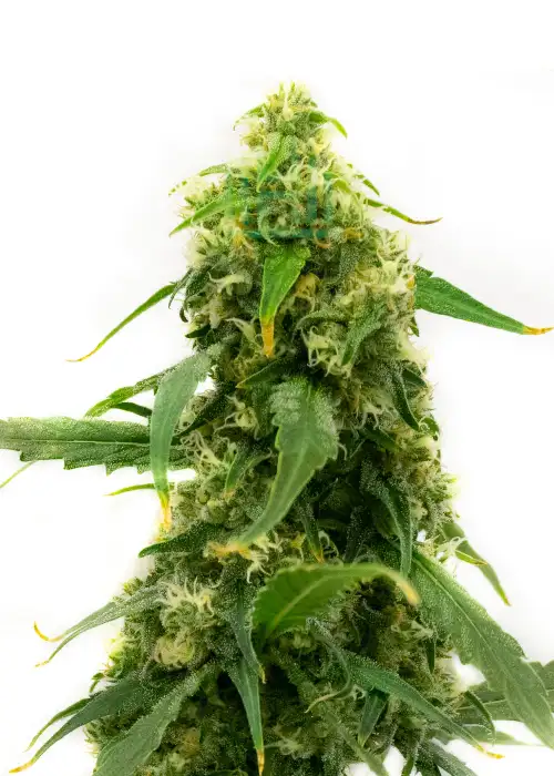 Amnesia Kush by Dinafem, Photoperiod cannabis strain