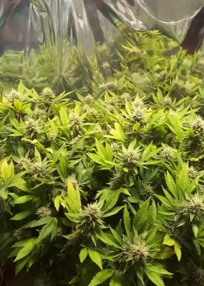 Amnesia Lemon Fast Version Autoflowering by Coastal Genetics, Autoflower cannabis strain