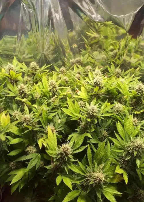 Amnesia Lemon Fast Version Autoflowering by Coastal Genetics, Autoflower cannabis strain