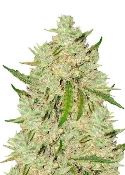 Amnesia Lemon Fast Version by Dutch Genetics, Autoflower cannabis strain