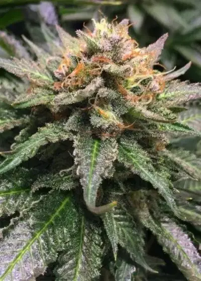 Amnesia Lemon Feminized by Pev Seeds, Photoperiod cannabis strain