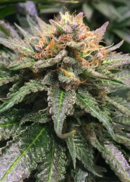 Amnesia Lemon Feminized by Pev Seeds, Photoperiod cannabis strain