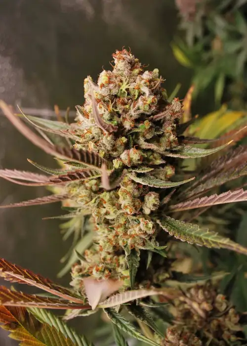 Amnesia Lemoniada by Breed Bros, Photoperiod cannabis strain
