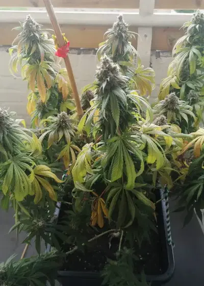Amnesia Mac Ganja ‘AMG Haze’ by Keraseeds, Photoperiod cannabis strain