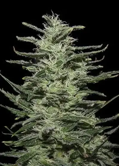 Amnesia Molotov by Kalashnikov Seeds, Photoperiod cannabis strain