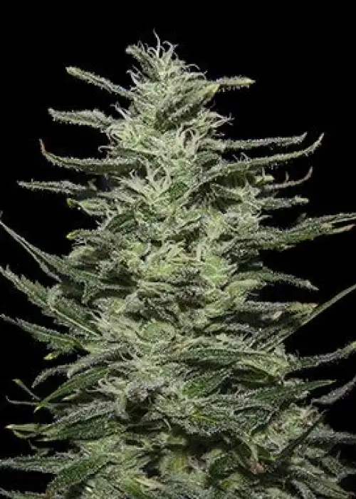 Amnesia Molotov by Kalashnikov Seeds, Photoperiod cannabis strain