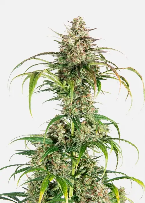 Amnesia OG Auto by Copenhagen Seed Company, Autoflower cannabis strain