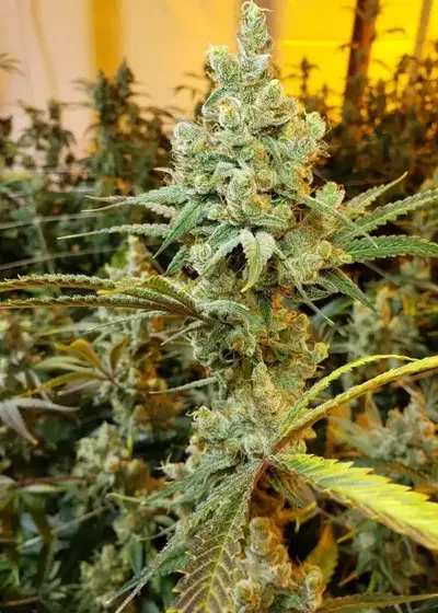 Amnesia OG cannabis strain