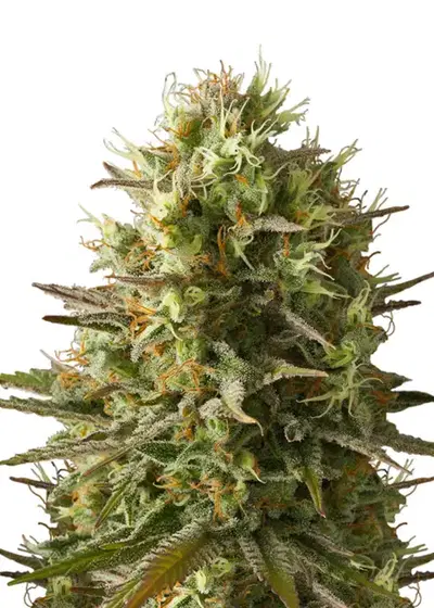 Amnesia Original by Dutch Genetics, Photoperiod cannabis strain