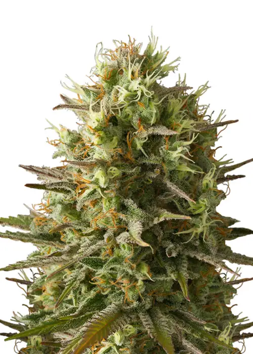 Amnesia Original by Dutch Genetics, Photoperiod cannabis strain